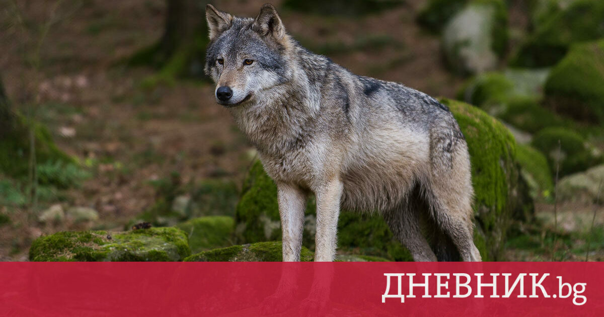 Преброяване на едрия дивеч: И няколко вълка живеят на Витоша