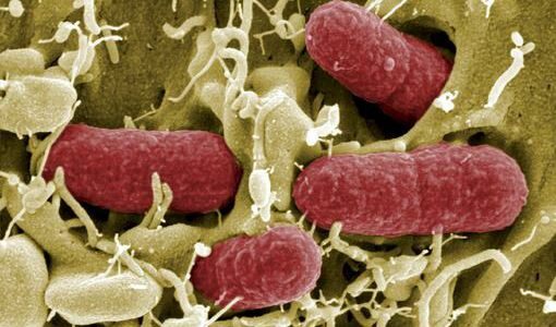 E.coli