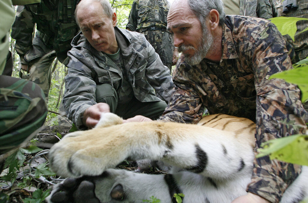 Владимир Путин оглежда уловената сибирска тигрица през август 2008 г. Владимир Путин оглежда уловената сибирска тигрица през август 2008 г.