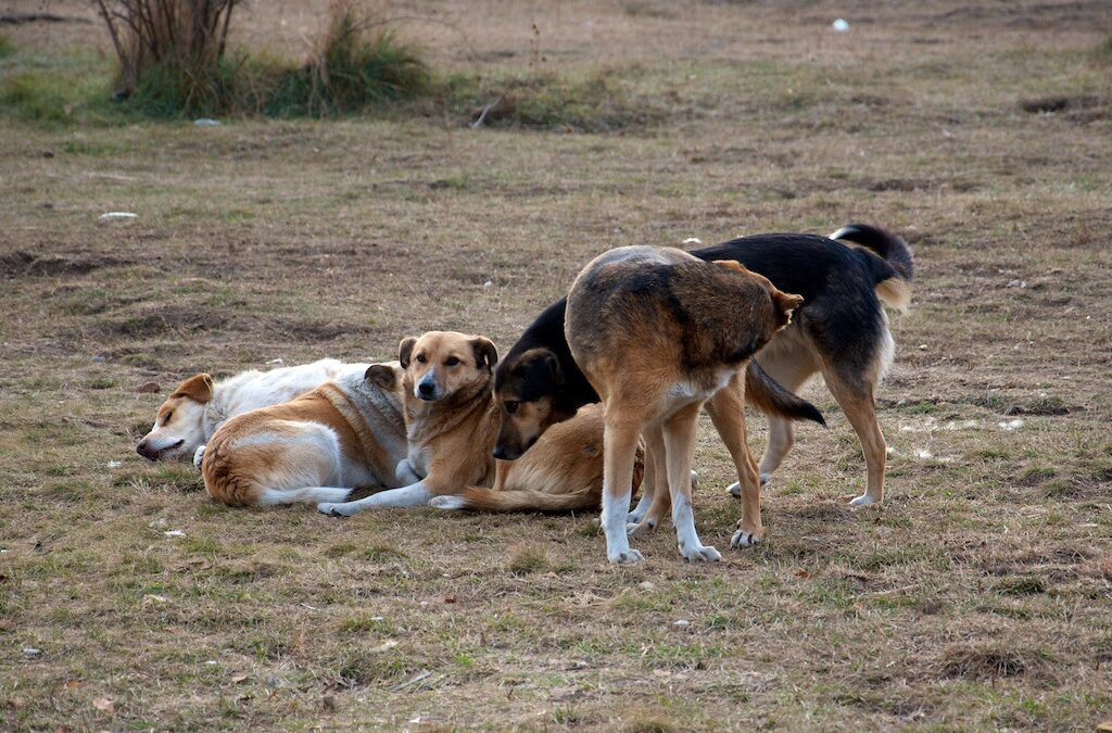 Във вторник сутрин <a href="http://www.dnevnik.bg/bulgaria/2012/04/03/1800449_izpratete_na_dnevnik_snimki_na_bezdomni_kucheta/" target="_blank">"Дневник" призова читателите да изпращат снимки на бездомните кучета в столицата</a>, като посочат адрес или дадат описание на мястото, където са животните. <br />
<br />
Идеята е да се опитаме заедно да проверим къде има най-много кучета и да ги преброим (макар и приблизително), за да се знае нужда от колко приюти има. След което да следим дали и как реагират институциите. Защото липсата на натиск - граждански и медиен, увеличава риска говоренето по темата отново да заглъхне, както обикновено, до следващия инцидент.<br />
<br />
Ето и първата снимка. Тя е на Радослав Шарапанов и по негова информация е правена на поляна между блоковете на квартал "Овча купел" 1.
