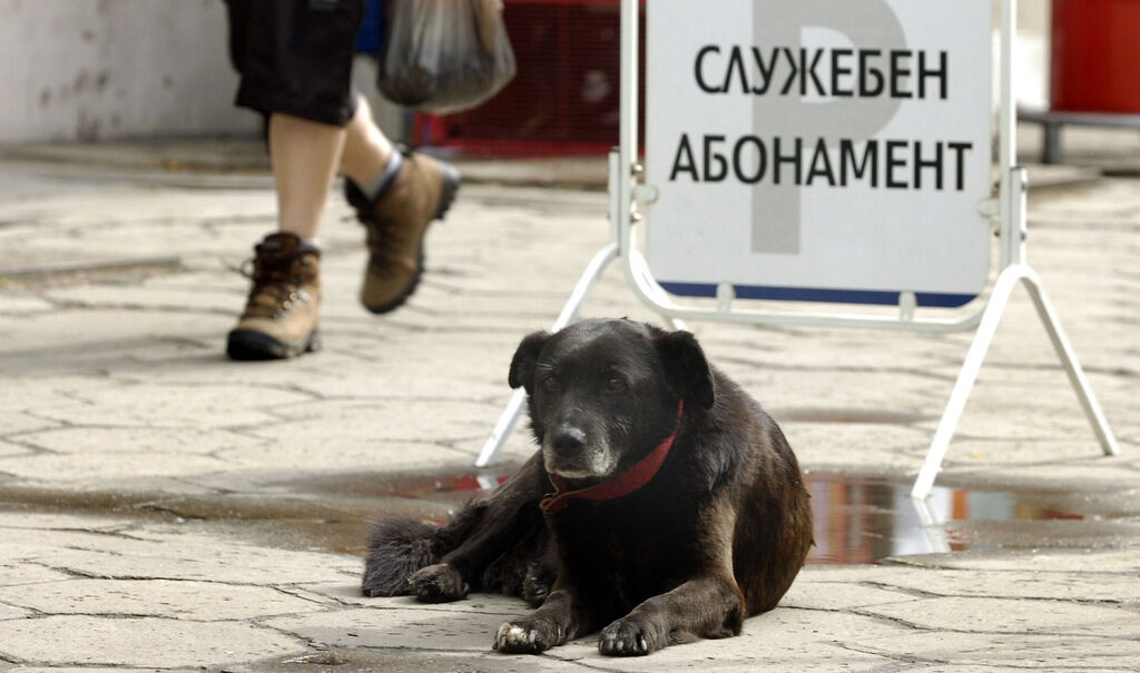 Бездомните куче отнеха два часа от заседанието на Столичния общински съвет Бездомните куче отнеха два часа от заседанието на Столичния общински съвет