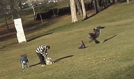 Видео: Орел грабна дете! Да, ама не Видео: Орел грабна дете! Да, ама не