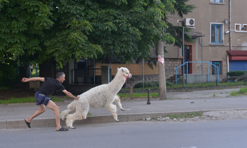Бягай, ламо, бягай