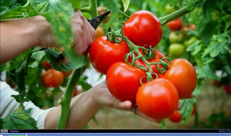 Производители на зеленчуци от Крит рекламират стоката си у нас