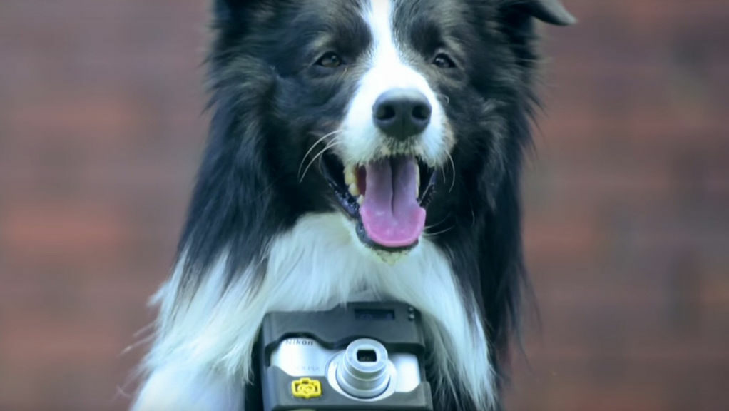 Видео: Nikon направи фотоапарат за кучета