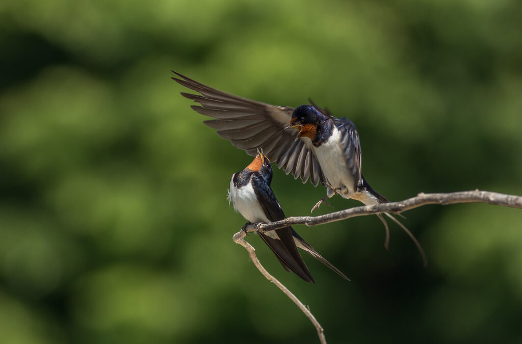 <a href="http://naturemonitoring.com/" target="_blank">www.NatureMonitoring.com</a>