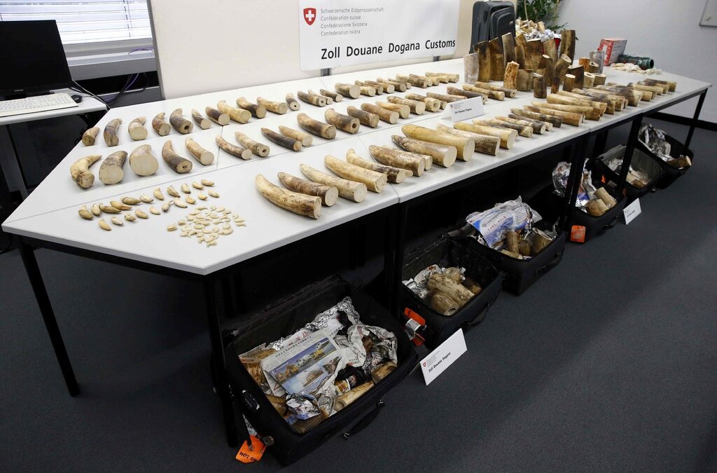 Ivory confiscated by Zurich airport customs is seen at Zurich airport