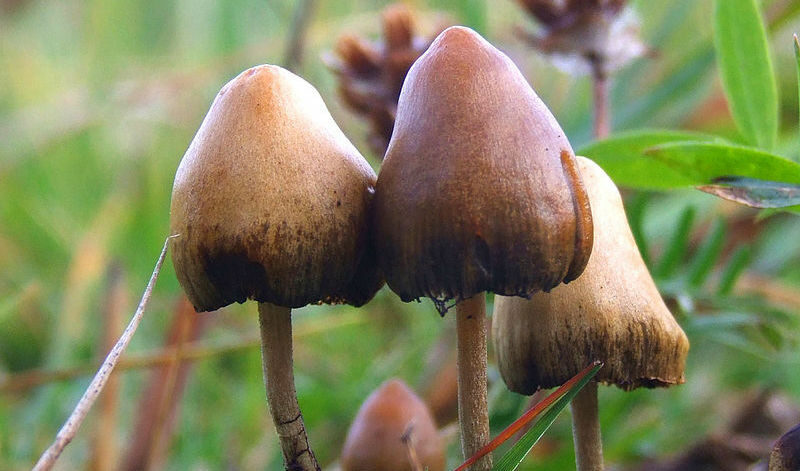 Psilocybe semilanceata, или "магически гъби"