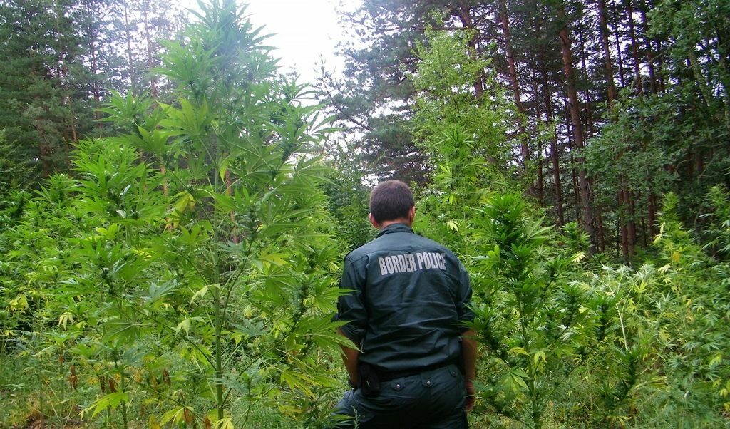 Полицаи откриха нива с 2-метров канабис в петричко село