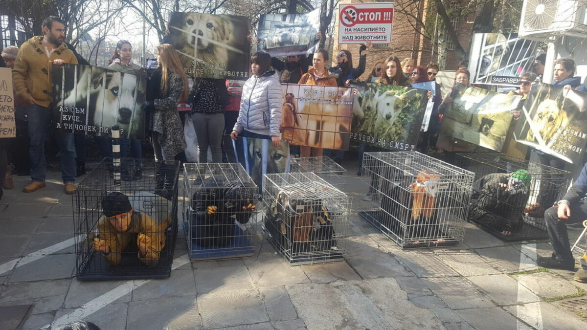 Някои от протестиращите бяха затворени в клетки и бяха бити от надзирателя си, пресъздавайки условията в приютите.