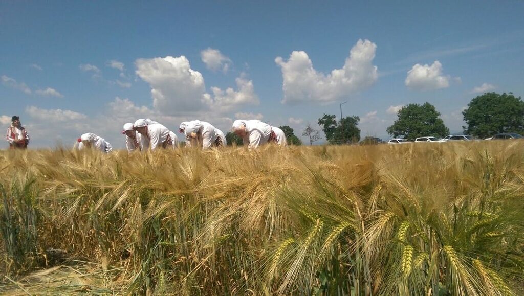 Министерството на земеделието очаква добра зърнена реколта