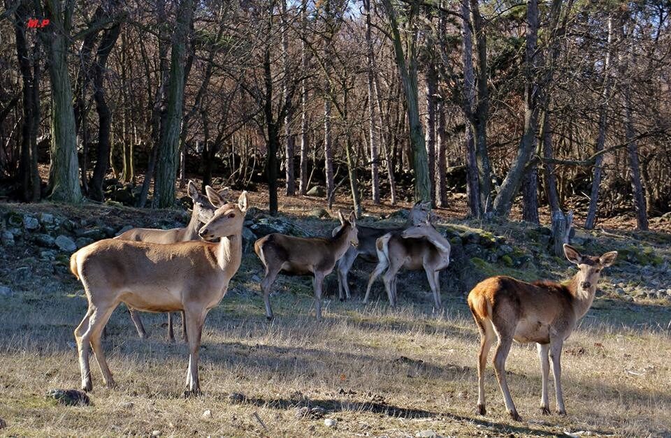 Седем благородни елена бяха освободени в дивата природа на Родопите
