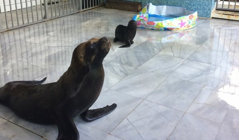 Роденото на 12 май м.г. тюленче Бочко и майка му Бянка Роденото на 12 май м.г. тюленче Бочко и майка му Бянка