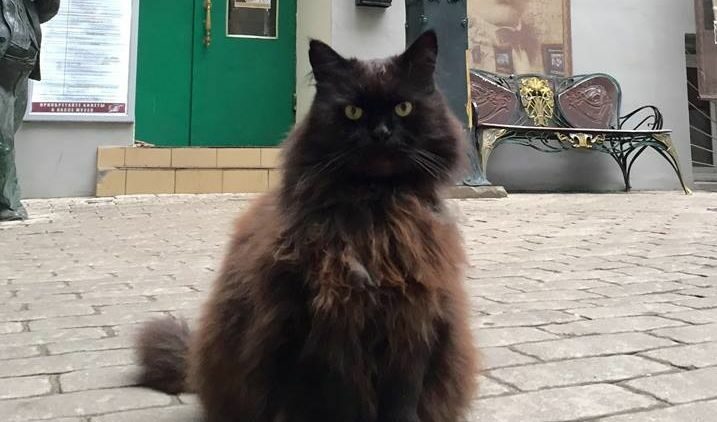 Котаракът Бегемот беше откраднат от "Булгаковския дом" в Москва