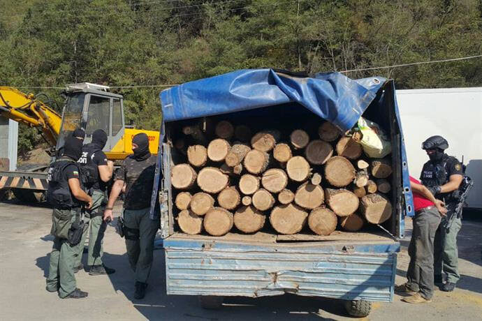 Миналата година в България бе разкрита престъпна група за незаконен добив на дървесина