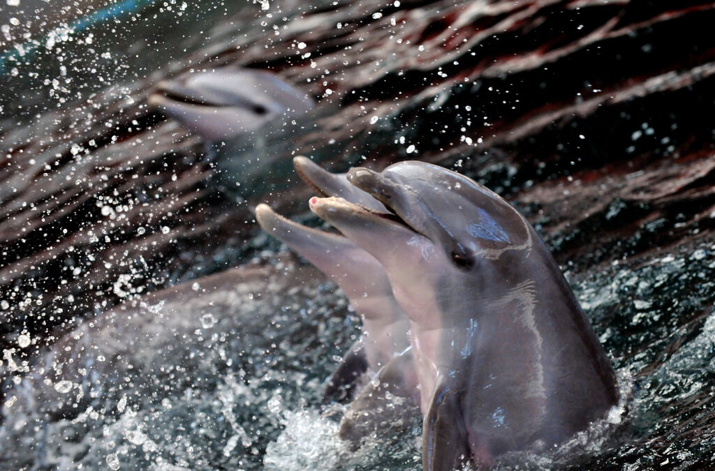Варненският делфинариум е най-тесният затвор за животни в света, обяви международна организация Варненският делфинариум е най-тесният затвор за животни в света, обяви международна организация