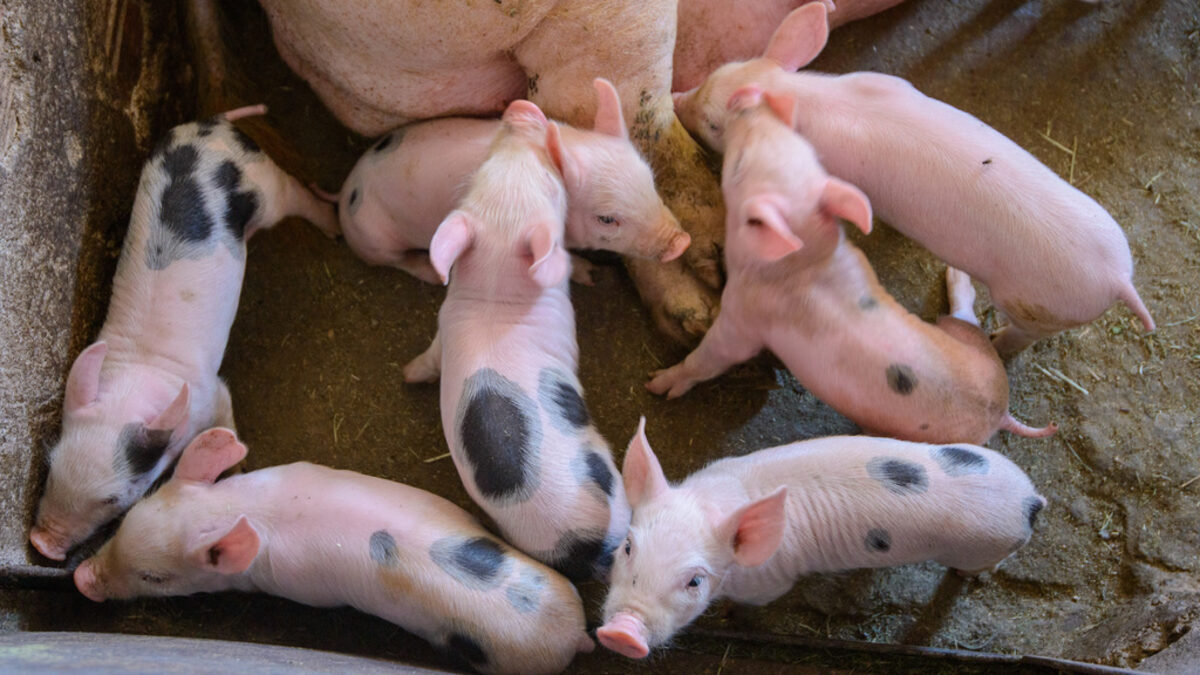 Блокада пътя между Ямбол и Сливен до село Крушари от свиневъди, африканска чума, свинеферма свободни прасета Блокада пътя между Ямбол и Сливен до село Крушари от свиневъди, африканска чума, свинеферма свободни прасета