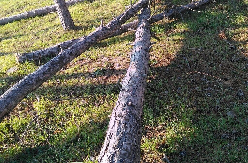 Сечта край къмпинг "Градина" е незаконна, установи екоинспекцията