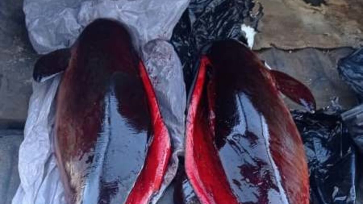 Мъртви защитени делфини са намерени в контейнер за боклук в Бургас