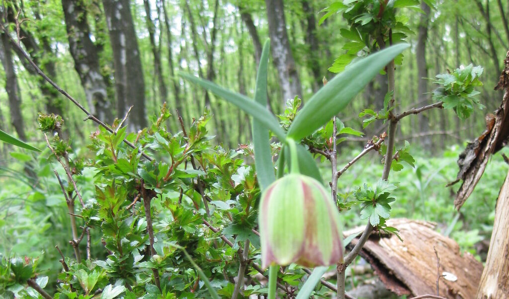 Черноморска ведрица, <em>Fritillaria pontica Wahlenb</em>