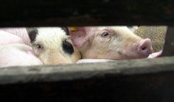 Собственик на свинекомплекси излиза на борсата до няколко месеца