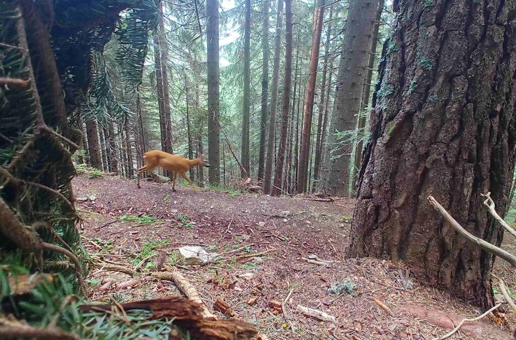 Бракониери са били заловени с помощта на фотокапан в Рила