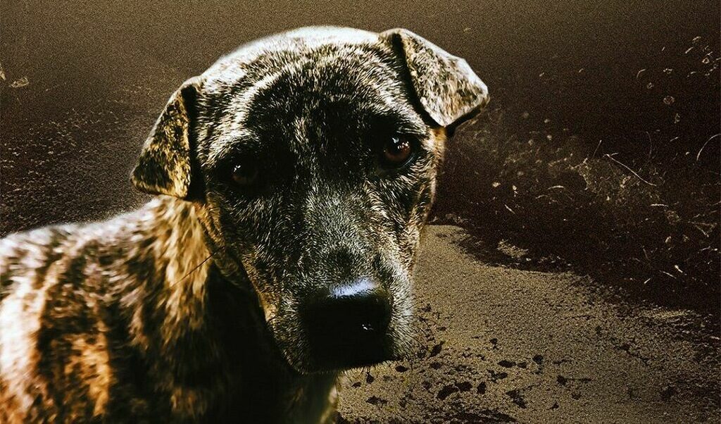 Всеки разказ в книгата на Иван Станков "На два гласа" е за обич между едно животно и един човек.