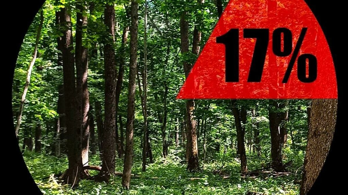 Държавата, под натиска на дърводобивните компании, се готви да облекчи правилата за сечта, като облекчи използването на големи машини (харвестъри и форвардери).