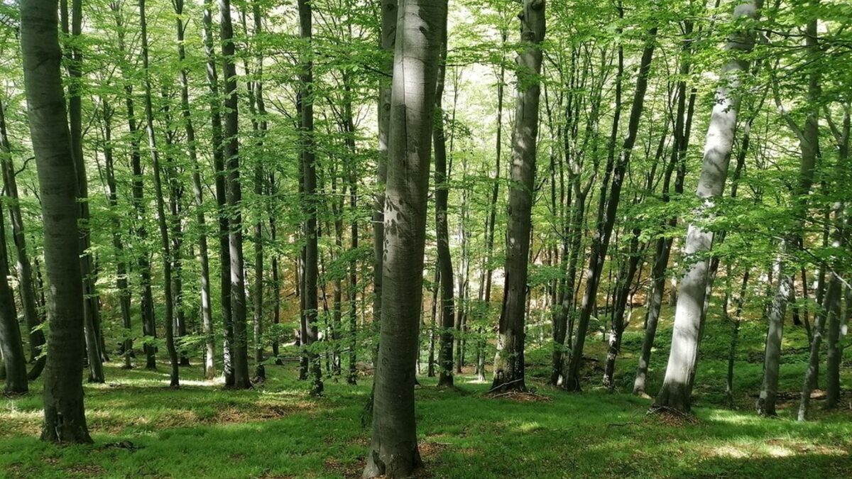 Златишката букова гора Златишката букова гора