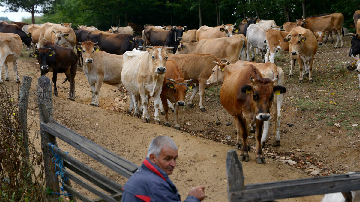 Част от проектите по EIP AGRI са свързани с модернизиране на млечното производство