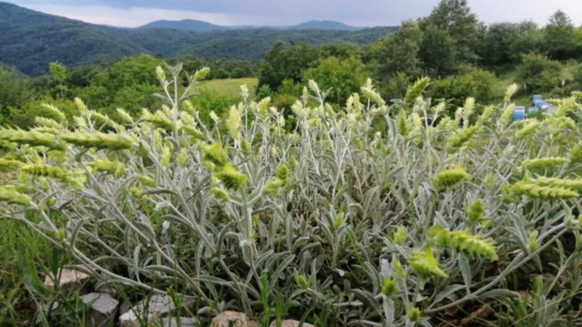 Странджанският билков чай се прави от листа и цветове на растение от рода Sideritis. Включването му в регистрите на ЕС за защитен произход ще позволи култивирането му на територията на пет странджански общини, които ще могат да го продават под името "Странджански билков чай"