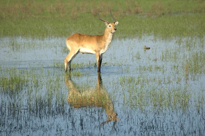Kobus leche / снимка <a href="http://en.wikipedia.org/wiki/GNU_Free_Documentation_License">лиценз GNU</a><br /> Kobus leche / снимка <a href="http://en.wikipedia.org/wiki/GNU_Free_Documentation_License">лиценз GNU</a><br />