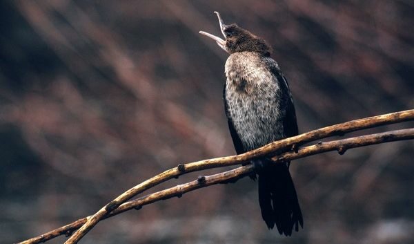 Малък корморан<br /> Малък корморан<br />