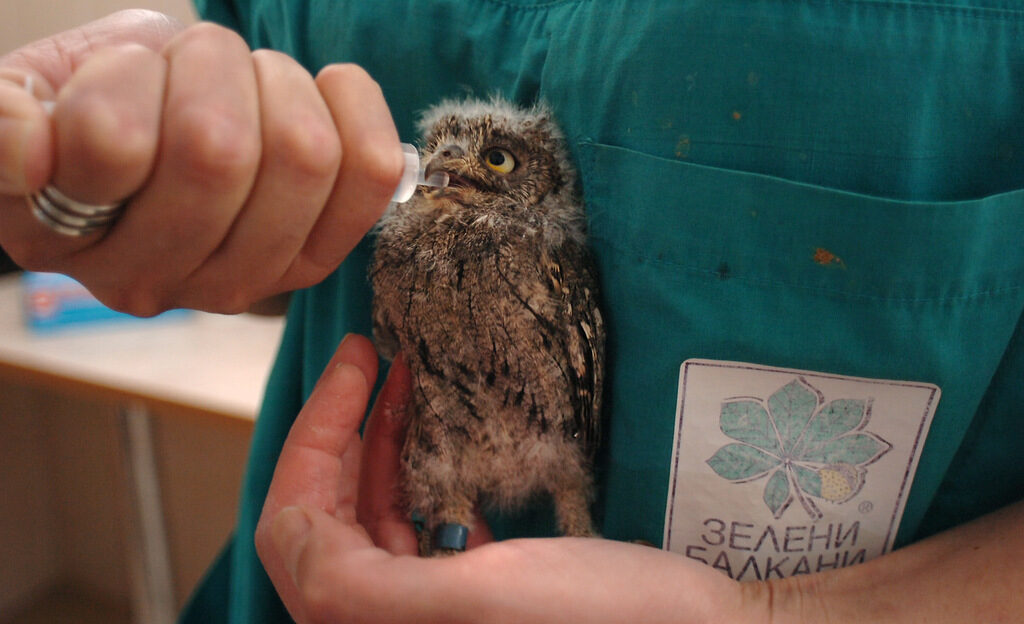 Мобилна апликация спасява бедставащи животни Мобилна апликация спасява бедставащи животни