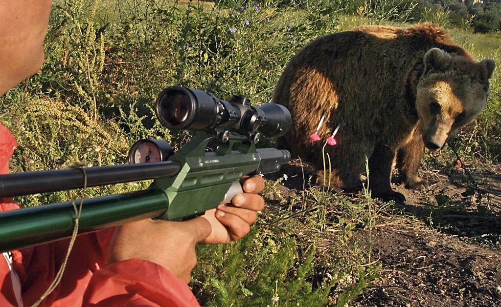 Организацията "Четири лапи" купува танцуващи мечки от стопаните им и ги настанява в парка за реадаптация край Белица, след което животните живеят свободно в гората. На снимката - мечокът Чарли ще бъде приспан временно, докато се премести в новия си дом Организацията "Четири лапи" купува танцуващи мечки от стопаните им и ги настанява в парка за реадаптация край Белица, след което животните живеят свободно в гората. На снимката - мечокът Чарли ще бъде приспан временно, докато се премести в новия си дом