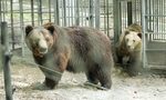 Паркът в Белица като нов дом за мечки от незаконните зоопаркове Паркът в Белица като нов дом за мечки от незаконните зоопаркове
