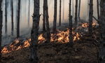 Голям пожар пламна край Сакар Голям пожар пламна край Сакар