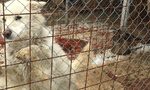 Прекратете мъченията и смъртта в общинския приют за кучета в Горни Богров