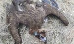 Вид лешояди, възстановявани четвърт век, бяха отровени за една нощ (обновена) Вид лешояди, възстановявани четвърт век, бяха отровени за една нощ (обновена)