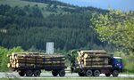 Липсата на дървесина: проблемите са много, решенията - неефективни Липсата на дървесина: проблемите са много, решенията - неефективни