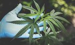 CBD: Пътеводител за употреба на законното вещество от конопа CBD: Пътеводител за употреба на законното вещество от конопа