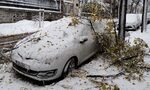 Експерт от Лесотехническия университет: Топлата есен е причина за падналите дървета и клони Експерт от Лесотехническия университет: Топлата есен е причина за падналите дървета и клони
