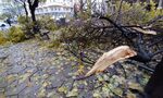 Четвърти ден след бурята: Улици в София още са заринати с клони