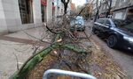 Падналите клони: Кой трябва да ги чисти в София