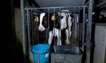 Петиция: На затварянето на новородени телета в клетки трябва да се сложи край Петиция: На затварянето на новородени телета в клетки трябва да се сложи край