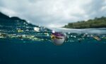 До 11 млн. тона пластмасови отпадъци има на океанското дъно, сочи проучване