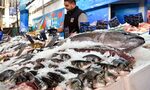 Цаца, ама риба: Все още редица видове в Черно море са под заплаха от изчезване и квоти Цаца, ама риба: Все още редица видове в Черно море са под заплаха от изчезване и квоти