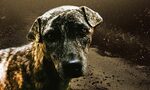 Животът като обредна погача