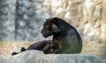 Над 18 хиляди са само регистрираните диви животни в България извън зоопарковете Над 18 хиляди са само регистрираните диви животни в България извън зоопарковете