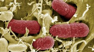 Русия спира проверките за E.coli по летищата
